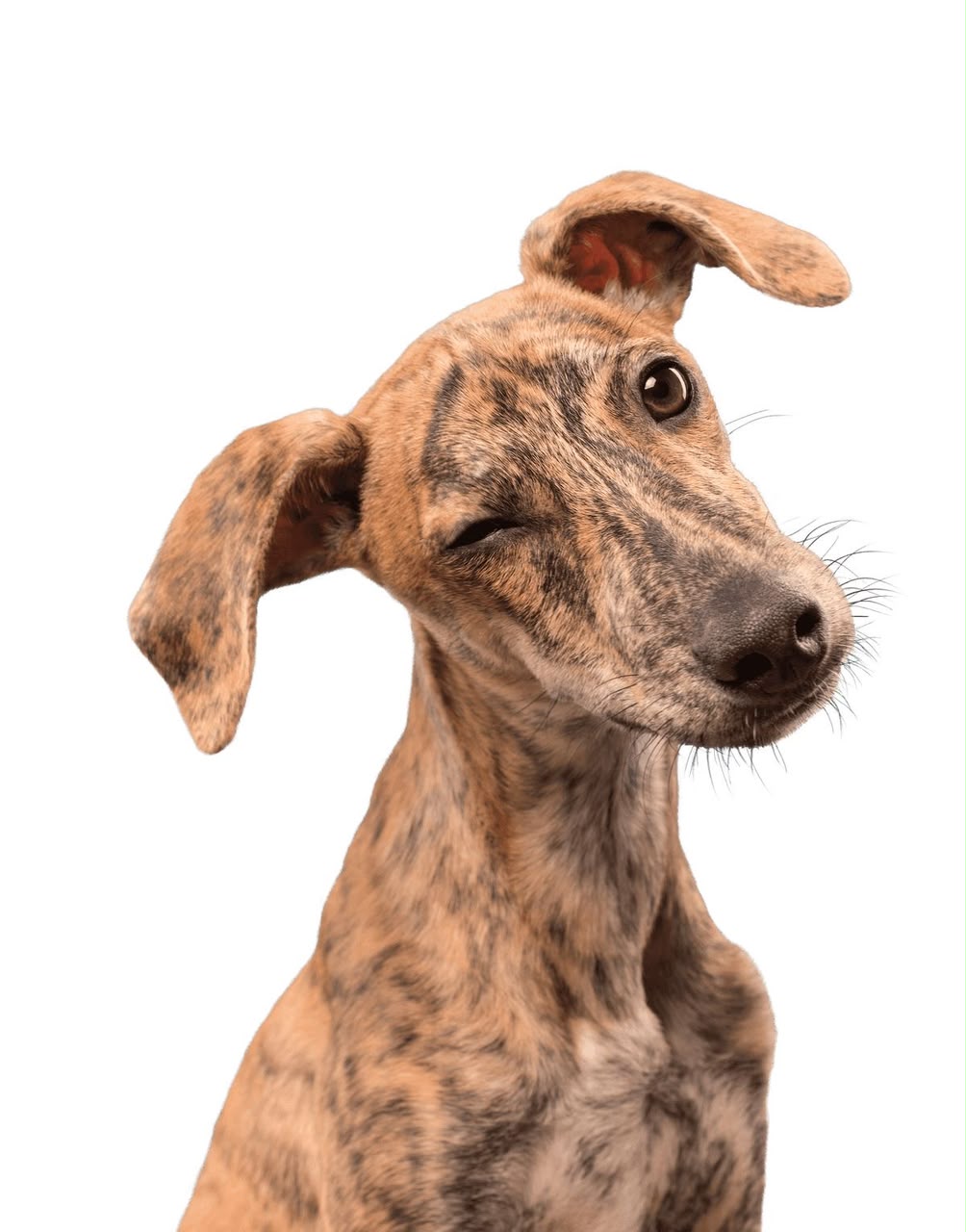 Cachorro caramelo