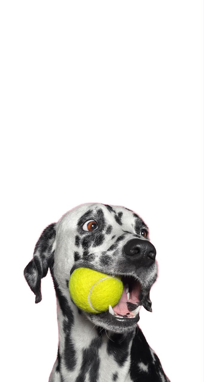 Cachorro dálmata