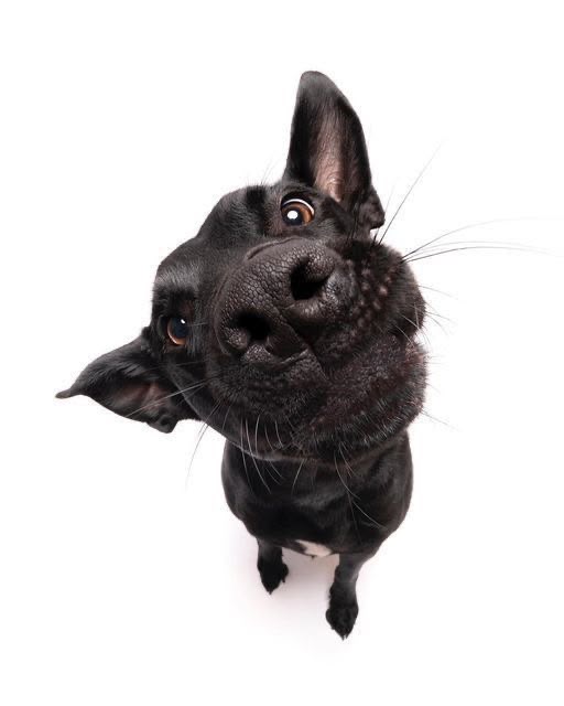 Cachorro preto