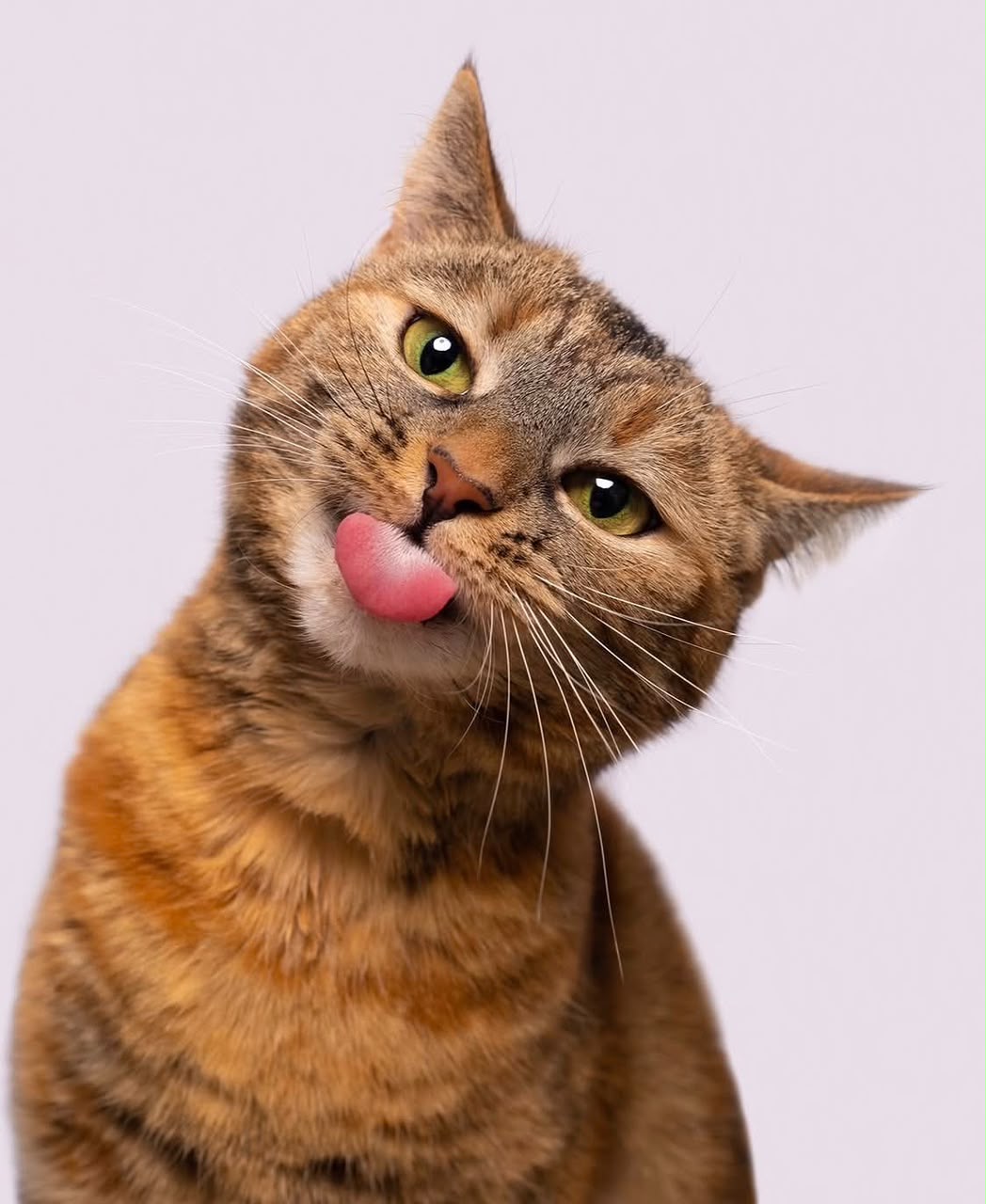 Gato laranja