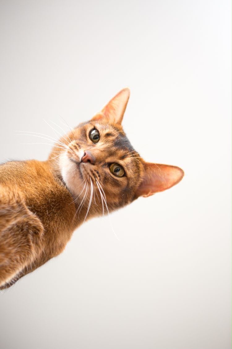Gato olhando para cima